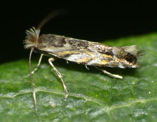 Macrosaccus robiniella